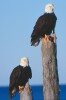 Bald Eagles - 2003