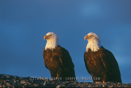 Bald Eagles - 2004