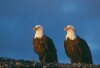 Bald Eagles - 2004