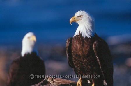 Bald Eagles - 2004