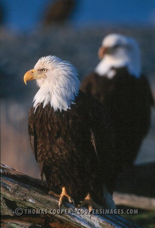 Bald Eagles - 2003