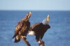 Bald Eagles - 2004