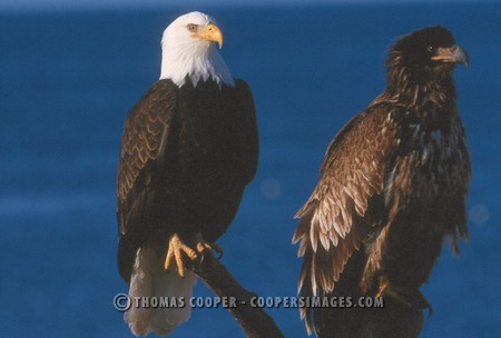 Bald Eagles - 2004