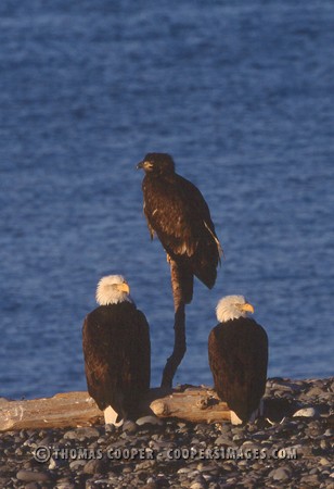 Bald Eagles - 2004