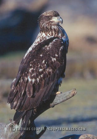 Bald Eagles - 2004