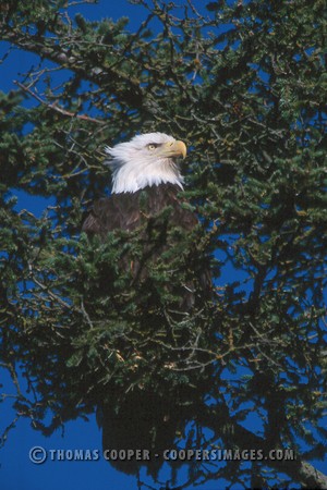 Bald Eagles - 2004