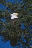 Bald Eagles - 2004