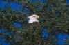 Bald Eagles - 2003