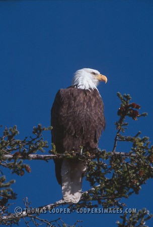 Bald Eagles - 2004