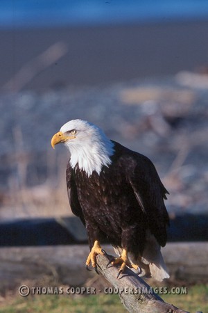 Bald Eagles - 2003