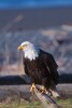 Bald Eagles - 2003