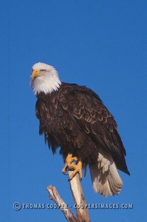 Bald Eagles - 2004