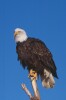 Bald Eagles - 2004