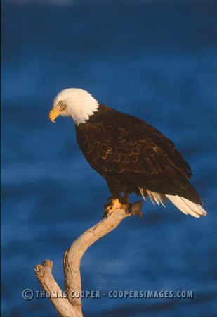 Bald Eagles - 2004