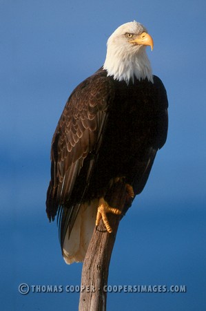 Bald Eagles - 2002