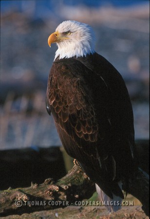 Bald Eagles - 2002