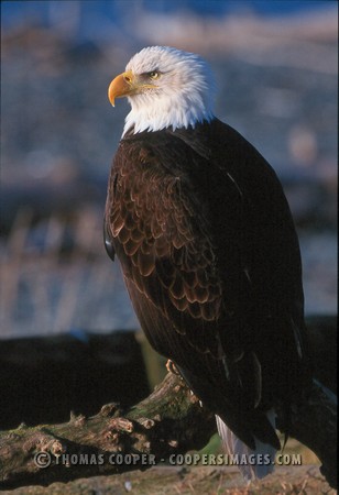 Bald Eagles - 2002