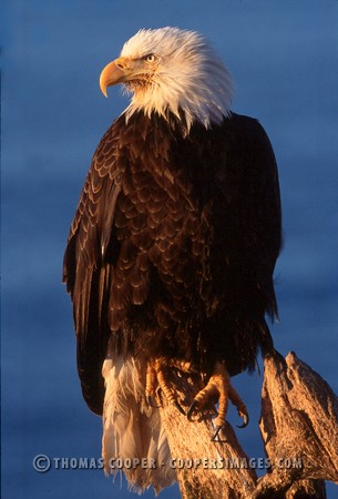 Bald Eagles - 2002