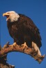 Bald Eagles - 2002