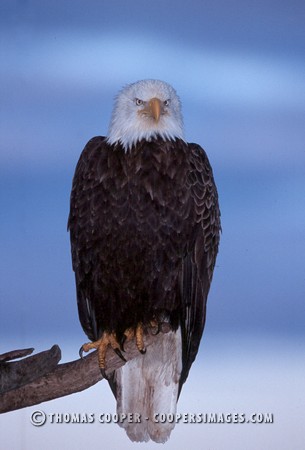 Bald Eagles - 2004