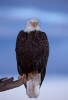 Bald Eagles - 2004