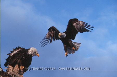 Bald Eagles - 2004