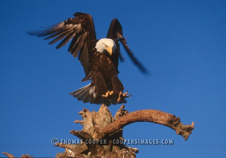 Bald Eagles - 2002