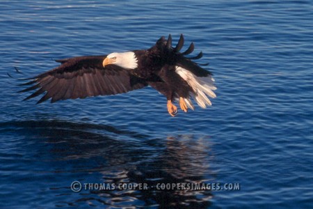 Bald Eagles - 2002