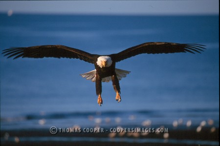 Bald Eagles - 2002