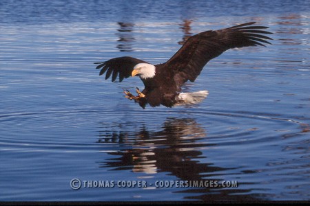 Bald Eagles - 2002