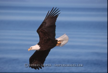 Bald Eagles - 2002