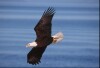 Bald Eagles - 2002