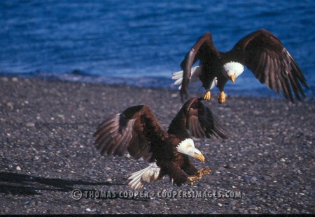 Bald Eagles - 2002