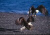 Bald Eagles - 2002