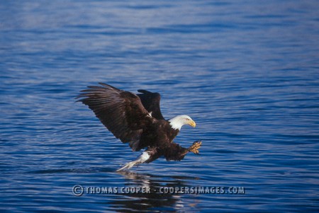 Bald Eagles - 2003