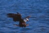 Bald Eagles - 2004