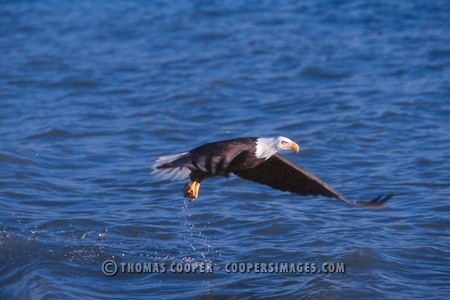 Bald Eagles - 2004