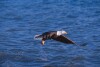 Bald Eagles - 2004