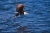 Bald Eagles - 2004