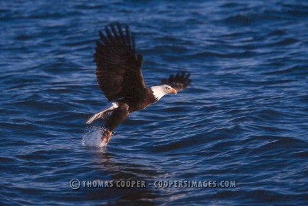 Bald Eagles - 2004