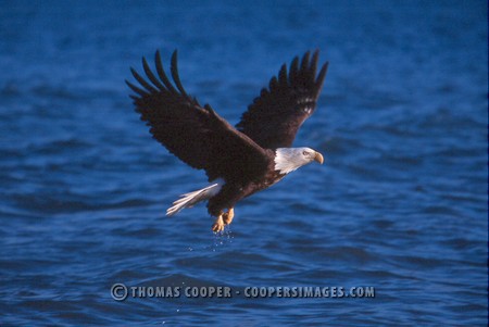 Bald Eagles - 2004