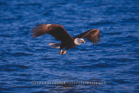 Bald Eagles - 2004