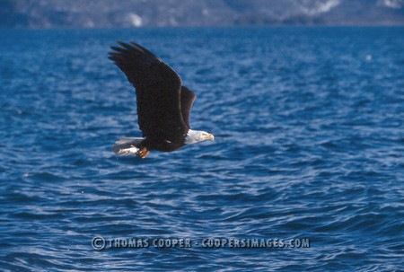 Bald Eagles - 2004