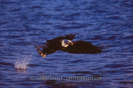 Bald Eagles - 2004