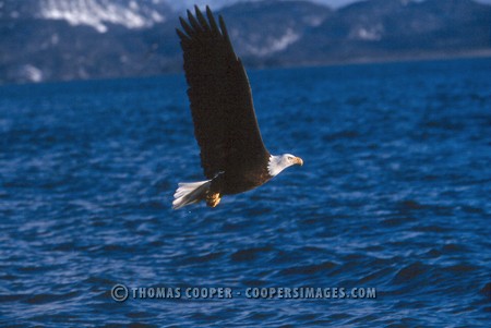 Bald Eagles - 2004