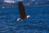 Bald Eagles - 2004