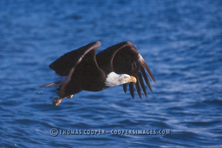 Bald Eagles - 2004