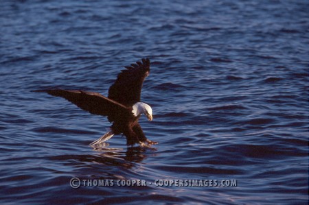 Bald Eagles - 2004