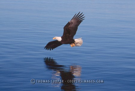 Bald Eagles - 2004