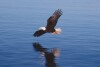 Bald Eagles - 2004